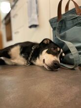 STANLEY, Hund, Mischlingshund in Mühleberg - Bild 4