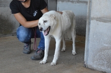 TALETE, Hund, Maremmano-Mix in Italien - Bild 6