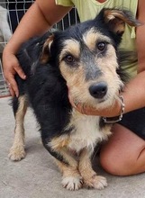 ROMAN, Hund, Mischlingshund in Rumänien - Bild 1
