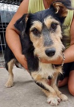 ROMAN, Hund, Mischlingshund in Rumänien - Bild 10