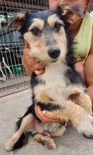 ROMAN, Hund, Mischlingshund in Rumänien - Bild 14