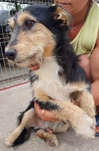 ROMAN, Hund, Mischlingshund in Rumänien - Bild 16