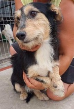ROMAN, Hund, Mischlingshund in Rumänien - Bild 17