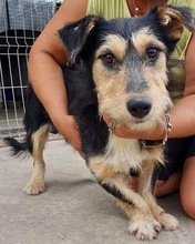 ROMAN, Hund, Mischlingshund in Rumänien - Bild 18