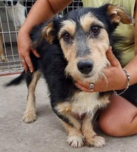 ROMAN, Hund, Mischlingshund in Rumänien - Bild 6