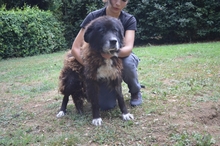 DEMOCRITO, Hund, Mischlingshund in Italien - Bild 2