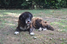 DEMOCRITO, Hund, Mischlingshund in Italien - Bild 3