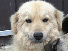 ZARA, Hund, Mischlingshund in Rumänien - Bild 1