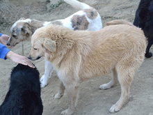 ZARA, Hund, Mischlingshund in Rumänien - Bild 10
