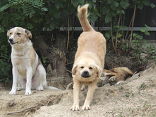 ZARA, Hund, Mischlingshund in Rumänien - Bild 11