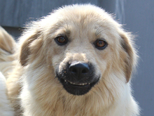 ZARA, Hund, Mischlingshund in Rumänien - Bild 12