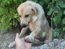 ZARA, Hund, Mischlingshund in Rumänien - Bild 13