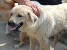 ZARA, Hund, Mischlingshund in Rumänien - Bild 14