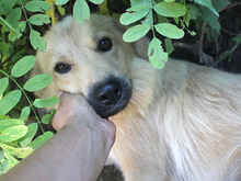 ZARA, Hund, Mischlingshund in Rumänien - Bild 15