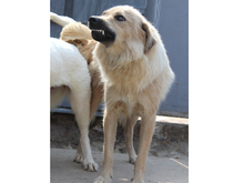 ZARA, Hund, Mischlingshund in Rumänien - Bild 16