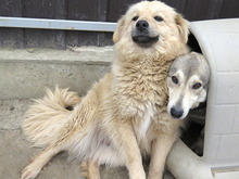 ZARA, Hund, Mischlingshund in Rumänien - Bild 2