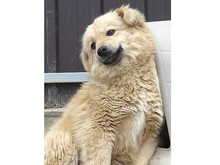 ZARA, Hund, Mischlingshund in Rumänien - Bild 3