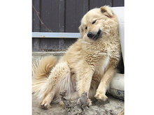 ZARA, Hund, Mischlingshund in Rumänien - Bild 4