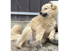 ZARA, Hund, Mischlingshund in Rumänien - Bild 5