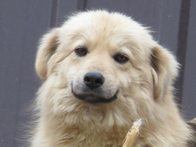 ZARA, Hund, Mischlingshund in Rumänien - Bild 6