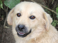 ZARA, Hund, Mischlingshund in Rumänien - Bild 8
