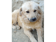 ZARA, Hund, Mischlingshund in Rumänien - Bild 9