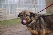 KAZMER, Hund, Mischlingshund in Ungarn - Bild 1