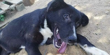 NALABLACK, Hund, Mischlingshund in Griechenland - Bild 3