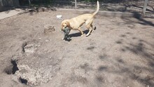 KAPUS, Hund, Labrador-Mix in Ungarn - Bild 3