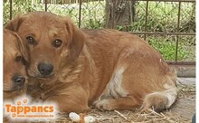 MACI5, Hund, Mischlingshund in Ungarn - Bild 1
