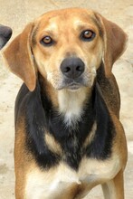BUCKEROO, Hund, Deutscher Schäferhund-Mix in Zypern - Bild 11