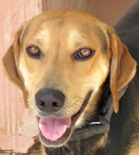 BUCKEROO, Hund, Deutscher Schäferhund-Mix in Zypern - Bild 5