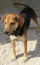 BUCKEROO, Hund, Deutscher Schäferhund-Mix in Zypern - Bild 6
