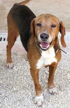 HENDRIX, Hund, Mischlingshund in Zypern - Bild 4