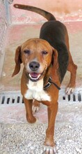 HENDRIX, Hund, Mischlingshund in Zypern - Bild 6