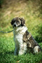 JELLO, Hund, Mischlingshund in Ungarn - Bild 1