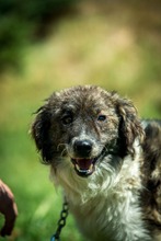 JELLO, Hund, Mischlingshund in Ungarn - Bild 10