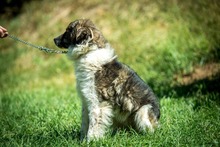 JELLO, Hund, Mischlingshund in Ungarn - Bild 11