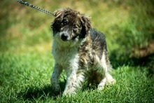JELLO, Hund, Mischlingshund in Ungarn - Bild 12