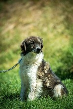JELLO, Hund, Mischlingshund in Ungarn - Bild 2
