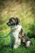 JELLO, Hund, Mischlingshund in Ungarn - Bild 3