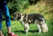 JELLO, Hund, Mischlingshund in Ungarn - Bild 4