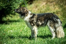 JELLO, Hund, Mischlingshund in Ungarn - Bild 5