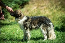 JELLO, Hund, Mischlingshund in Ungarn - Bild 6