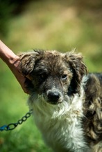 JELLO, Hund, Mischlingshund in Ungarn - Bild 7