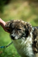 JELLO, Hund, Mischlingshund in Ungarn - Bild 8