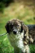 JELLO, Hund, Mischlingshund in Ungarn - Bild 9