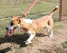 ABEL, Hund, Mischlingshund in Ungarn - Bild 11