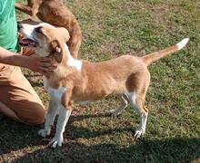 ABEL, Hund, Mischlingshund in Ungarn - Bild 12