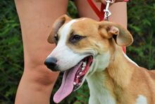 ABEL, Hund, Mischlingshund in Ungarn - Bild 4